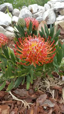 a plant with red flowers and green leaves on the ground at The Baydreamer, where the view soothes your soul in Pringle Bay