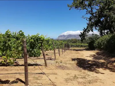 a row of grape vines in a vineyard at Champagne De Kleijne Bos Pty Ltd in Paarl