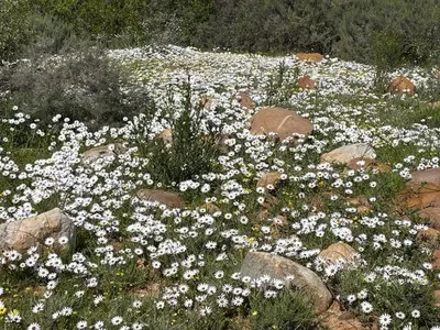 a field of white flowers in a field of rocks at 31 on Witzenberg, Tulbagh in Wolseley