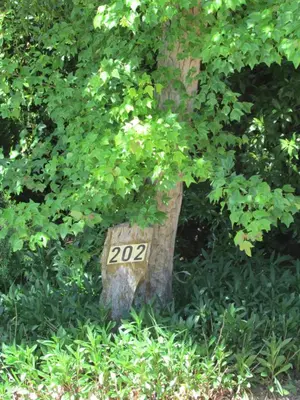 a tree stump with a sign on it at Lovely Kaapgracht, rental unit with free parking in Cape Town