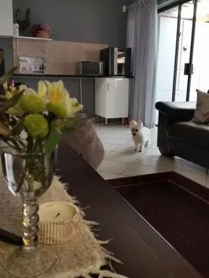 a cat standing in a living room with a table at Somerset west Mountain road cottage in Cape Town