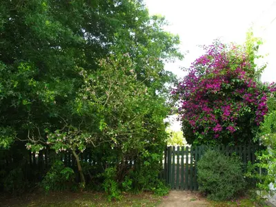 a fence with pink flowers on it next to trees at Sunny Lane in Franschhoek