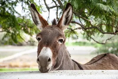 a donkey is looking over a fence at Ayama Wine Farm - Manor House in Wellington