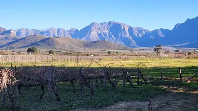 a vineyard in a field with mountains in the background at Sandrivier Farm Stay in Worcester