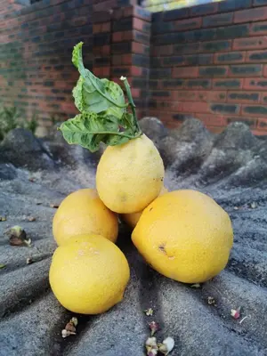 a pile of lemons with a leaf on top of them at Somerset Grace Double en-suit in Somerset West