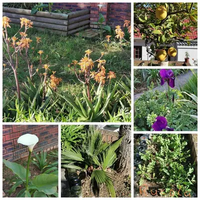 a collage of pictures of different plants and flowers at Somerset Grace Double en-suit in Somerset West