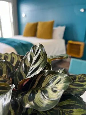 a plant sitting on a table in a bedroom at Hermanus Waterfront Apartment no 17 in Hermanus