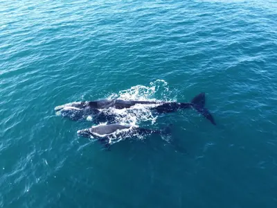 a couple of dolphins swimming in the water at Hermanus Waterfront Apartment no 17 in Hermanus