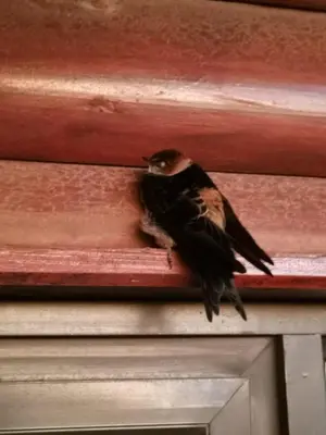 Gallery image of Swallows Rest in Fisherhaven