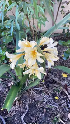 a group of white flowers on a plant at 4 on Belmont Avenue in Somerset West