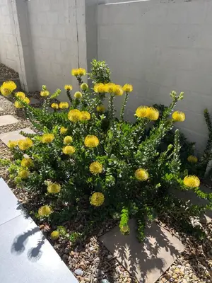 a bunch of yellow flowers in a garden at Fynbos Feniks Family House in Voëlklip in Hermanus