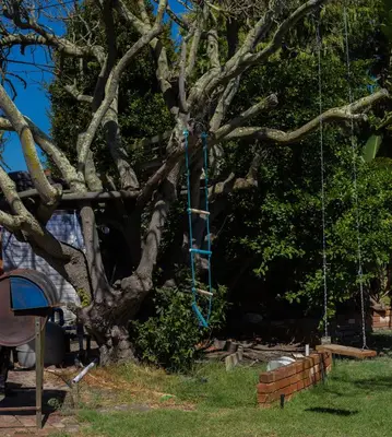 a blue ribbon hanging from a tree at Meah lane , TableView in Cape Town