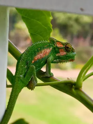 a green lizard sitting on a green plant at Die Heerenhuys Guest Suites in Stellenbosch
