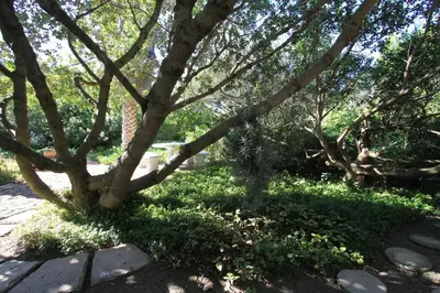a tree in a park with some grass and trees at Haven of Peace and Garden Cottage in Hermanus
