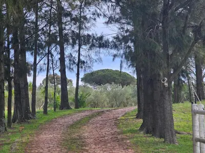 a dirt road through a forest with trees at Belcharto Accommodation in Stellenbosch