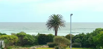a palm tree in front of the ocean at Shonalanga (The setting sun) in Hermanus