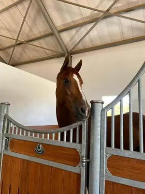 a horse is looking over the fence of a stall at World of Horses Stables in Stellenbosch
