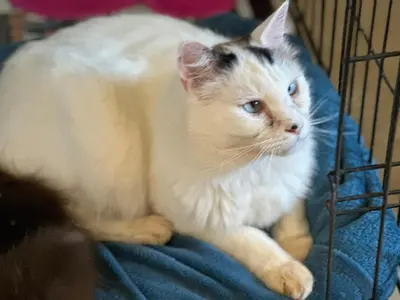 a white cat is sitting in a cage at World of Horses Stables in Stellenbosch