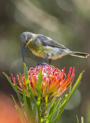 a bird sitting on top of a flower at Spanish Farm Boutique Hotel & Villas in Somerset West