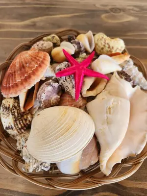a bowl of shells and starfish on a wooden table at Thys' Place in Cape Town