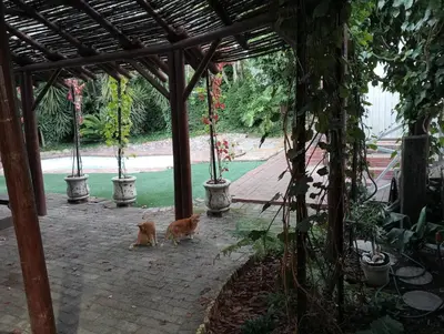 two cats are standing under a pergola at Marinda's B&B in Cape Town