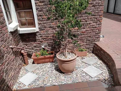 a plant in a pot in front of a brick building at Marinda's B&B in Cape Town