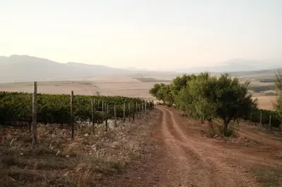 a dirt road in the middle of a vineyard at Gabriëlskloof Farm House in Botrivier
