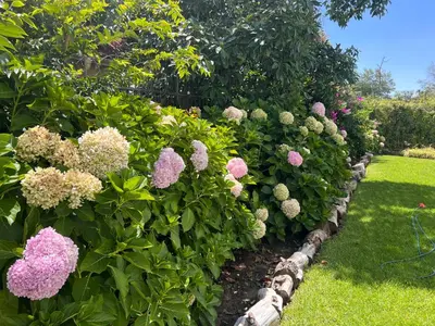 a garden with pink flowers and green bushes at Luxery Gem in Stellenbosch in Stellenbosch