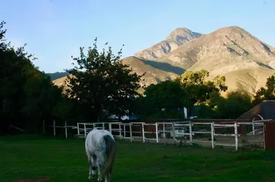 a white horse grazing in a field with mountains in the background at PONDOKKIE in Greyton