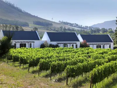 a row of vines in a vineyard with buildings at Chambray Estate - The Terraces in the Vines in Franschhoek
