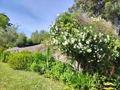 a bush with white flowers in a garden at Blissful Country Garden King Bed Cottage in Grabouw