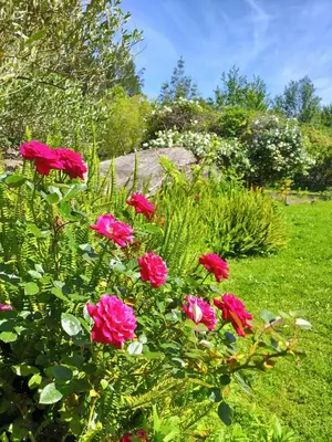 a group of pink flowers in a garden at Blissful Country Garden King Bed Cottage in Grabouw
