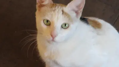 an orange and white cat with green eyes at Tucker's Self Catering Flatlet in Cape Town