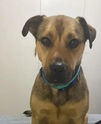 a brown dog is wearing a blue collar at Tucker's Self Catering Flatlet in Cape Town
