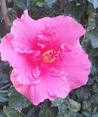 a pink flower in front of a green plant at Hibiscus B&B in Strand