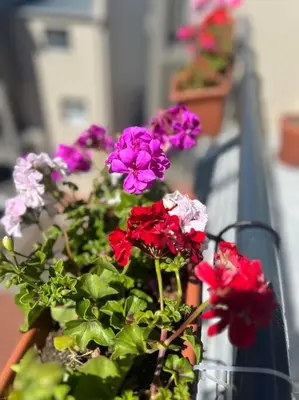 a group of flowers in a pot on a balcony at The Hippo Luxury Apartment in Cape Town