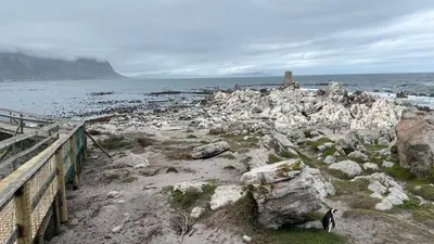 a dog standing on the rocks near the ocean at Seaview on 2822 - Romantic Ocean Studio in Bettyʼs Bay