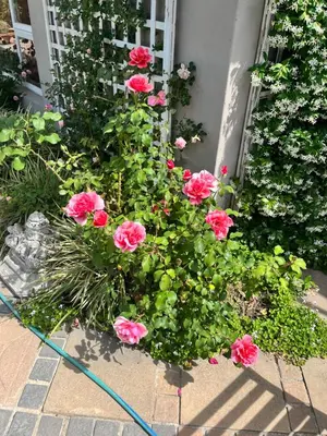 a group of pink roses in a garden at Somerset West All Stay 3 in Somerset West