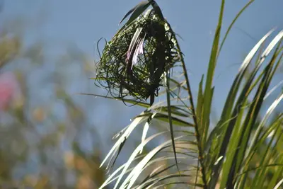 a close up of a plant with a bird net at Roundhouse Guesthouse in Franschhoek