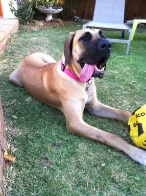 a brown dog laying on the grass with a ball at Roundhouse Guesthouse in Franschhoek