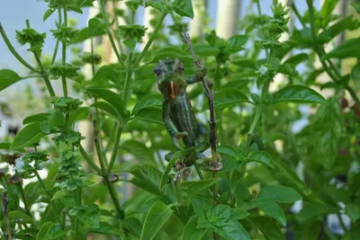 a green lizard sitting on a plant at Roundhouse Guesthouse in Franschhoek