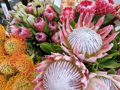 a bunch of different types of flowers on display at Matt's Place in Cape Town