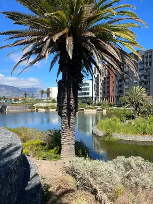 a palm tree in front of a body of water at Bridgewater Studio Apartment in Century City