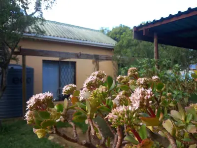 a bush with pink flowers in front of a house at The Haven Hide-Away in Fisherhaven