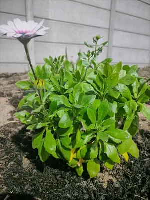 a pink flower on a plant with green leaves at Cethone Luxury Guest House in Cape Town