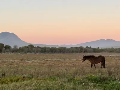 a horse standing in a field at sunset at Sandown Synergy Lagoon House in Hermanus