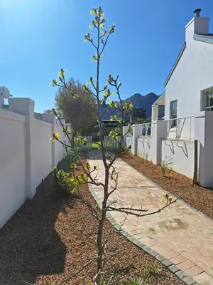 a small tree in a yard next to a building at Largest one bed apartment & private pool in the Hoek in Franschhoek