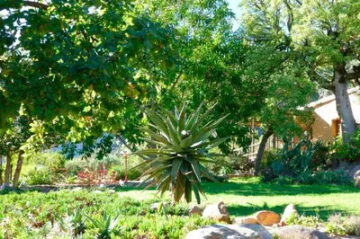 a garden with a palm tree and some rocks and trees at Amberg Country Estate in Paarl