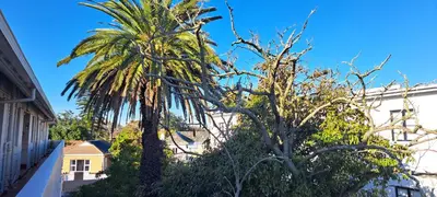 two palm trees in front of a building at Stylish 2-Bed Flat with Exclusive Patio - Easy Access to Cape Town Highlights in Cape Town