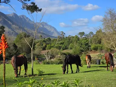 a group of horses grazing in a field at Greyt House selfcatering house in Greyton SA in Greyton